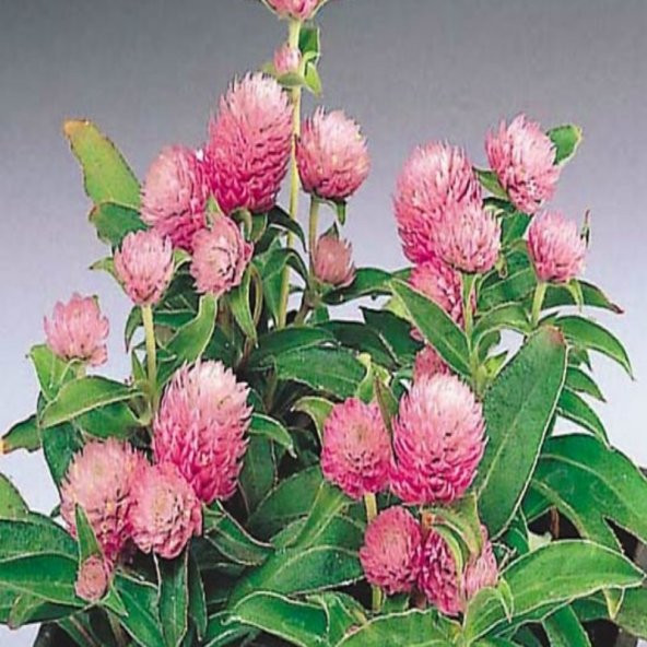 Gomphrena Globosa Pembe Medine Çiçeği Tohumu(50 tohum) ürün görseli 1