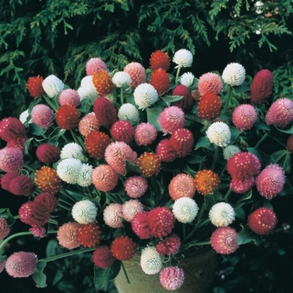 Gomphrena Globosa Mixed Medine Çiçeği Tohumu (50 tohum) ürün görseli 1