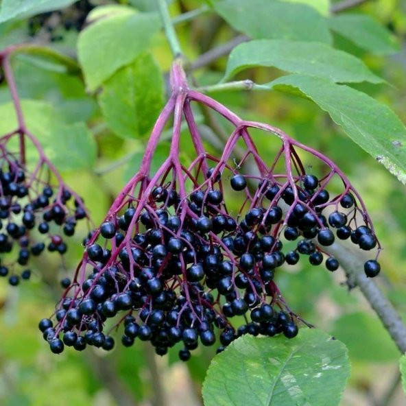 Tüplü Sambucus Nigra Kara Mürver Fidanı Meyve Verme Durumunda ürün görseli 1
