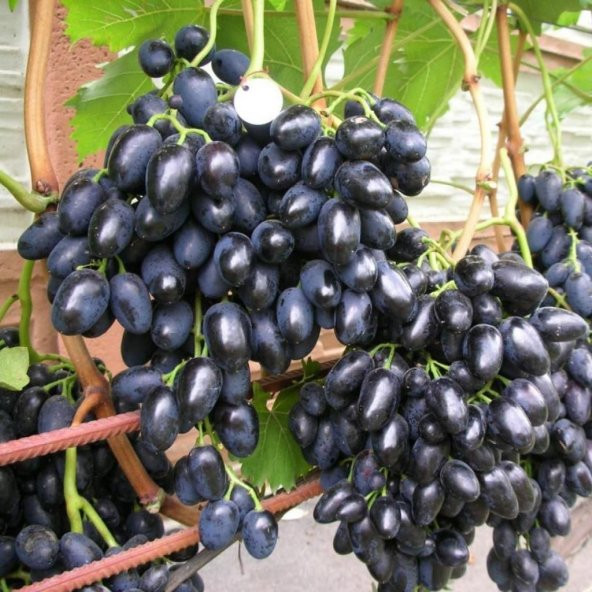 Tüplü Çekirdeksiz Siyah Hatun Parmağı Üzüm(Asma-Bağ) Fidanı ürün görseli 1