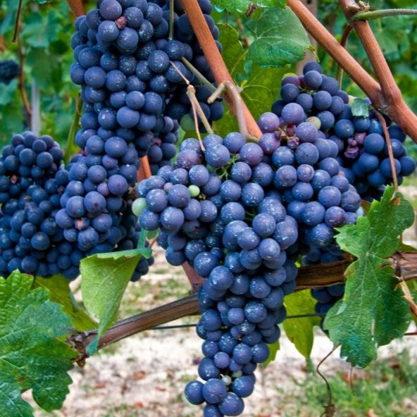Tüplü Merlot Black Üzüm(Asma-Bağ)Fidanı ürün görseli 1