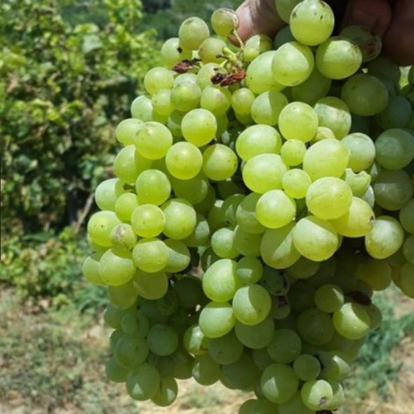Tüplü Sauvignon Sugar Yellow  Blanc Üzüm Fidanı ürün görseli 1