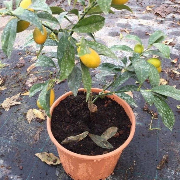 Tüplü Bodur Formda Yediveren Limon Fidanı İç Mekan İçin İdeal ürün görseli 1