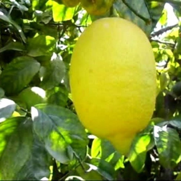 Tüplü Enter Limon Fidanı ürün görseli 1