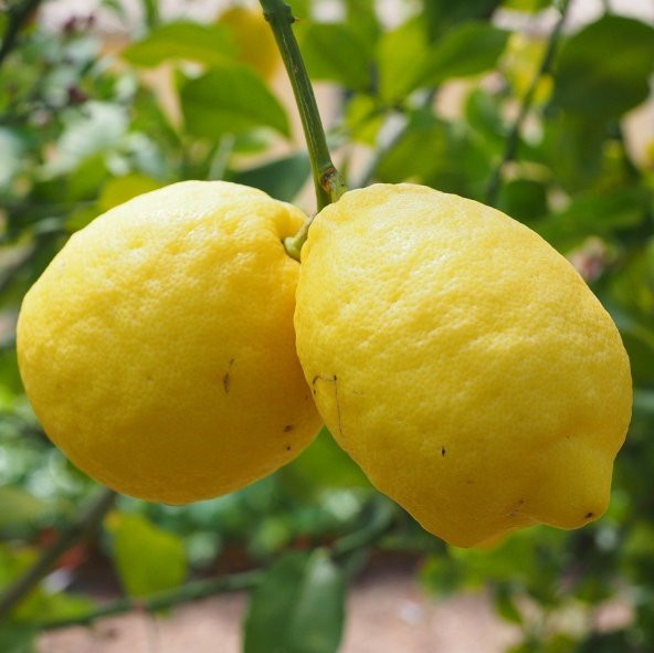 Tüplü Donlara Dayanıklı Yarı Bodur Nadir Kütdiken Limon Fidanı ürün görseli 1