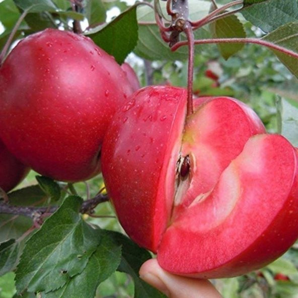 Tüplü İçi ve Dışı Kırmızı Elma Fidanı ürün görseli 1