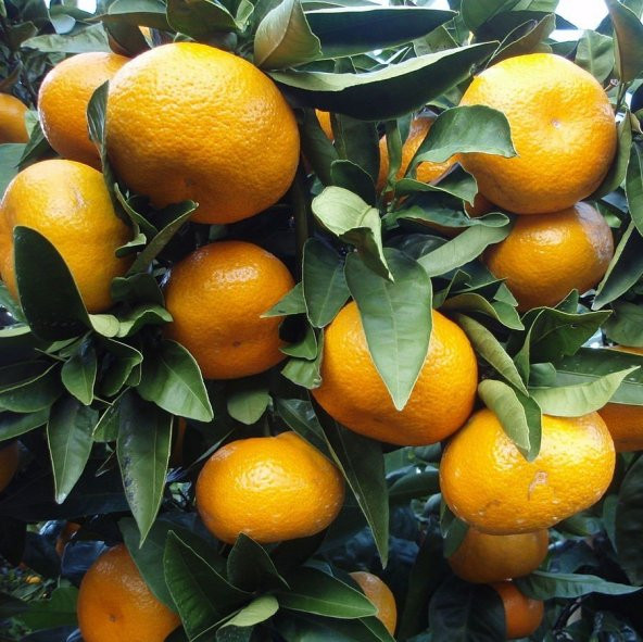 Tüplü Özel Soğuklara Dayanıklı Satsuma Rize Mandalinası Fidanı ürün görseli 1