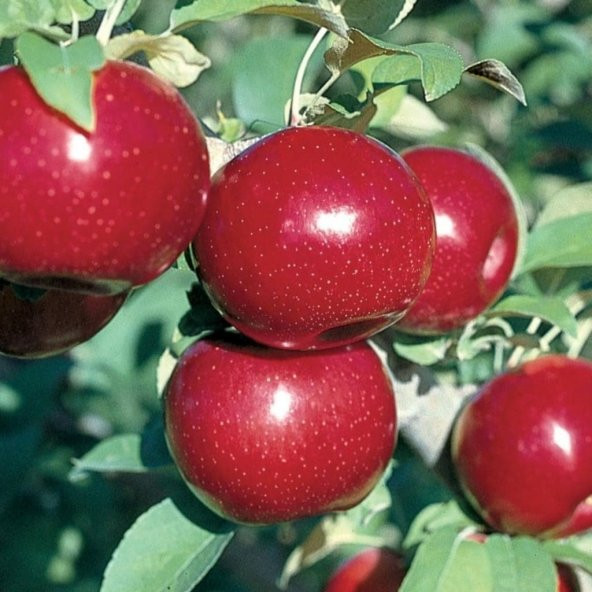 Tüplü Early Red One Elma Fidanı ürün görseli 1