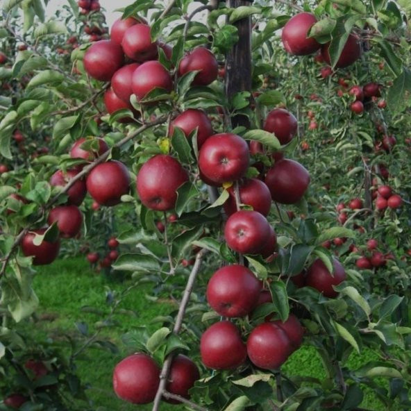 Tüplü Scarlet Spur Elma Fidanı ürün görseli 1