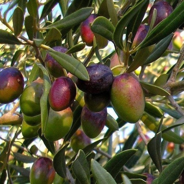 Tüplü Sofralık Manzalina Zeytin Fidanı ürün görseli 1