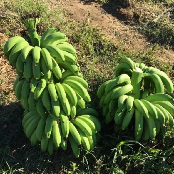 Tüplü Bodur Saksılık Muz Fidanı Musa Cavendish (Sınırlı Stok) ürün görseli 1