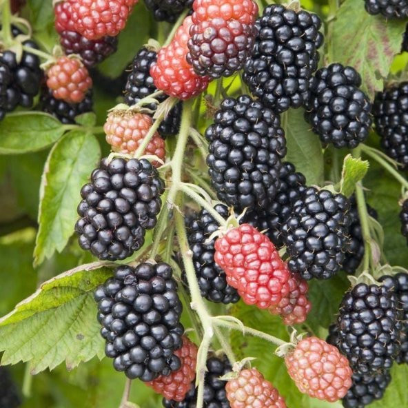 Tüplü Yediveren Erkenci Early Fat Böğürtlen Fidanı ürün görseli 1