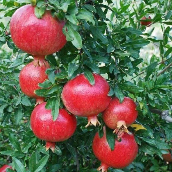 Tüplü Erkenci Özel Göksu Narı Fidanı ürün görseli 1