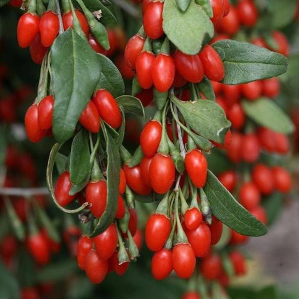 Tüplü Goji Berry Kırmızı Kurt Üzümü Fidanı (10 adet) ürün görseli 1