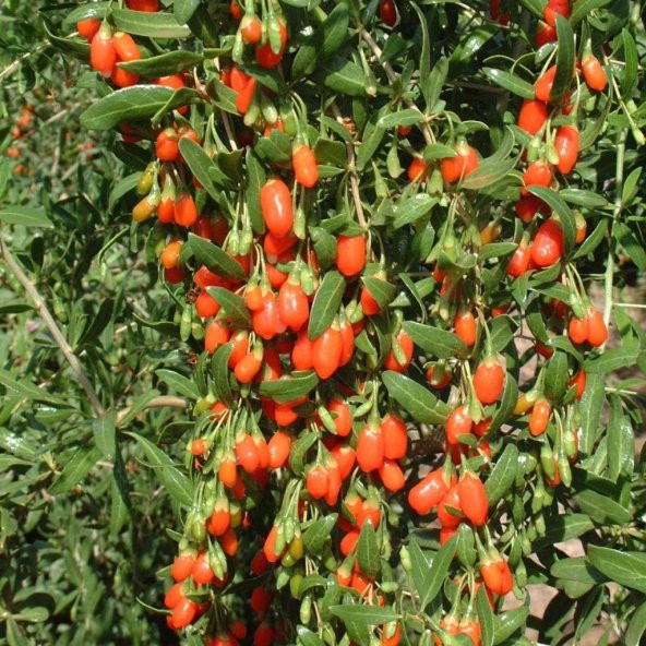 Tüplü Goji Berry Kırmızı Kurt Üzümü Fidanı ürün görseli 1