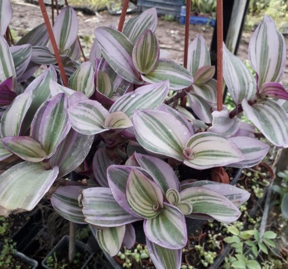 Özel Alacalı Yapraklı Tradescantia Nanouk Telgraf Çiçeği 5.5 Luk Saksıda ürün görseli 1