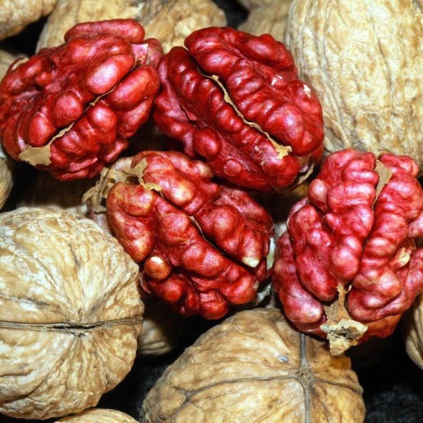 Tüplü Aşılı Özel Üretim Kırmızı Ceviz Fidanı ürün görseli 1