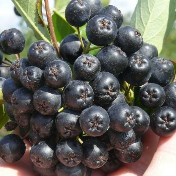 Viking Siyah Aronya Siyah Aronia Chokeberry Fidanı (10-20 cm) ürün görseli 1