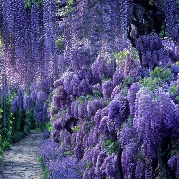 Tüplü Özel Üretim Yoğun Kokulu Wisteria Sinensis Mor Salkım Fidanı (40-60 Cm) ürün görseli 1