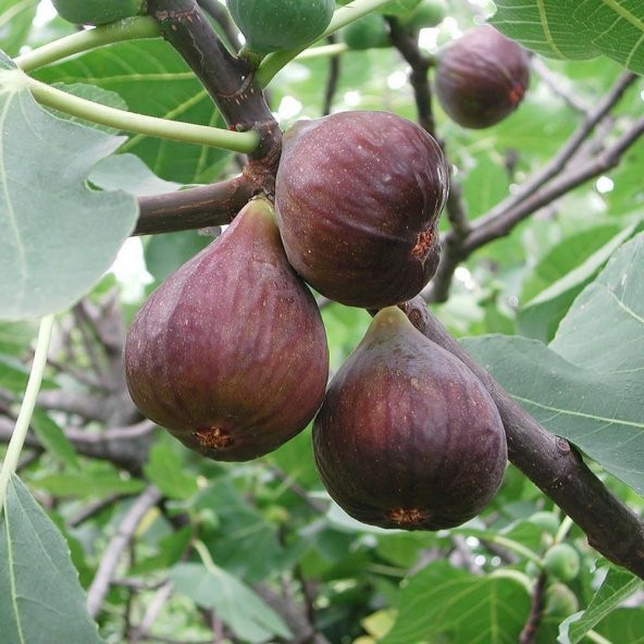 Tüplü Yöresel Karadeniz Patlıcan İnciri Fidanı ürün görseli 1