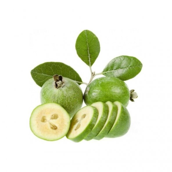 Tüplü Kaymak Ağacı Feijoa Fidanı ürün görseli 1