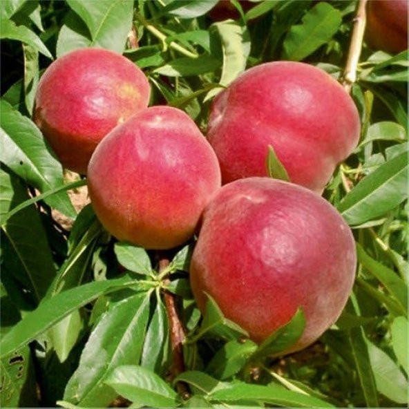 Tüplü Yarıbodur Sugar Vista Rich Şeftali Fidanı ürün görseli 1