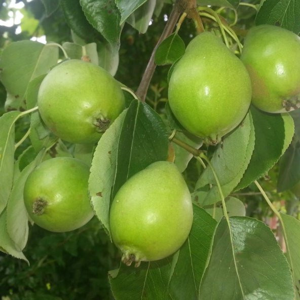 Tüplü Yarı Bodur Erkenci Ballı Akça Armut Fidanı ürün görseli 1