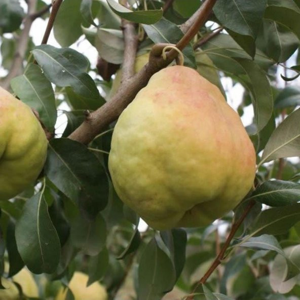 Tüplü İri Yarı Bodur Deveci Armut Fidanı ürün görseli 1