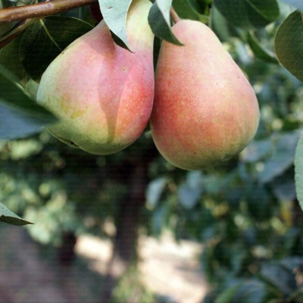 Tüplü Yazlık Yarıbodur Santa Maria Armut Fidanı ürün görseli 1