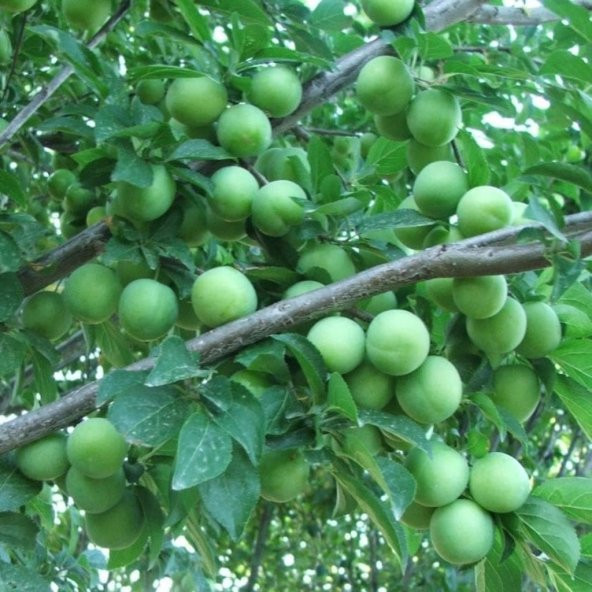 Tüplü Yarı Bodur Gölcük(Ağustos) Papaz Fidanı ürün görseli 1