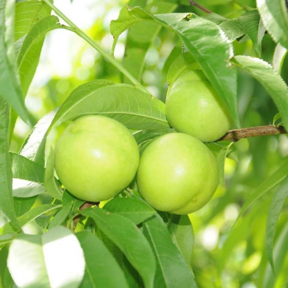 Tüplü Yarı Bodur Early White Nektarin Fidanı ürün görseli 1
