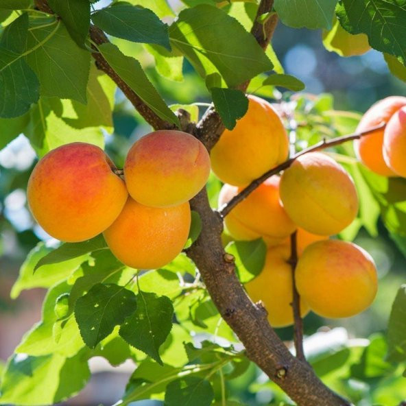Tüplü Yarı Bodur Yellow Iğdır Şalağı Kayısı Fidanı ürün görseli 1