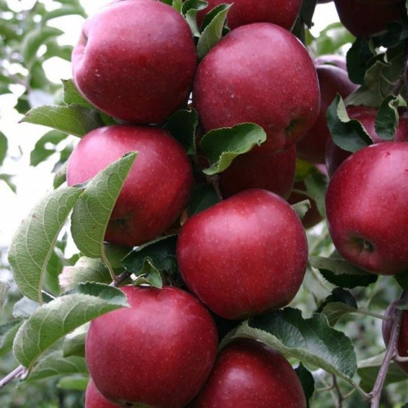 Tüplü Yarı Bodur Red Jonaprince Elma Fidanı ürün görseli 1