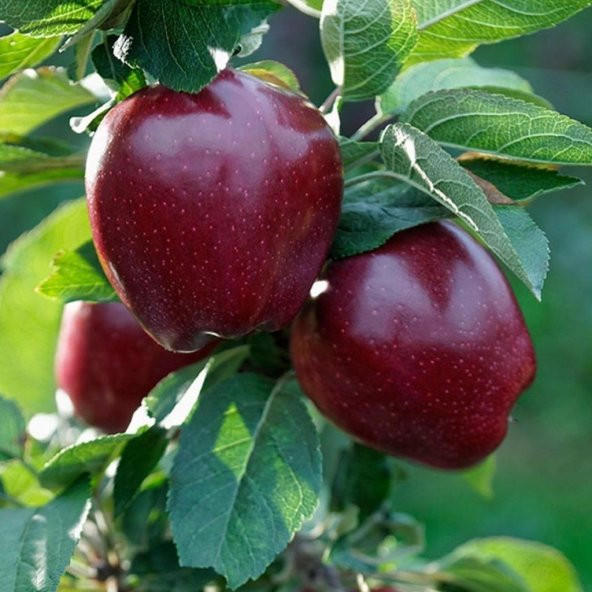 Tüplü Yarı Bodur Red Joremini Elma Fidan ürün görseli 1