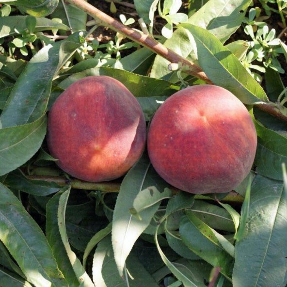 Tüplü Tam Bodur İnnovative Tree Spring Crest Şeftali Fidanı ürün görseli 1