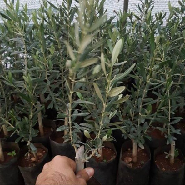 Tüplü İspanyol Erkenci Bodur Arbequina Zeytin Fidanı 2 Yaşlı ürün görseli 1