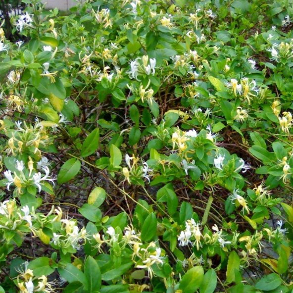 Tüplü Kokulu Sarılıcı Hanım Eli Fiadanı(Lonicera Caprifolium 10 adet) ürün görseli 1
