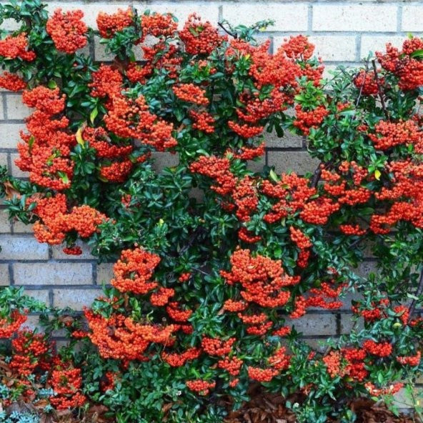 Tüplü Bodur Ateşdikeni Fidanı Bonsai İçin Uygun Bitki ürün görseli 1
