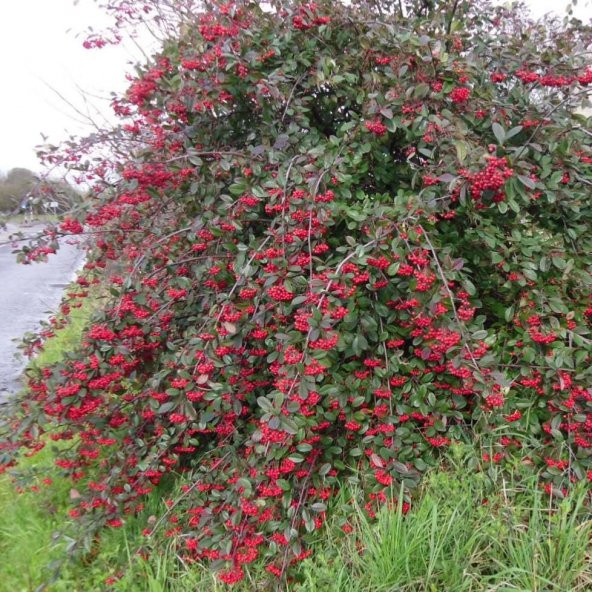 Tüplü Cotoneaster Taş Elması Fidanı ürün görseli 1