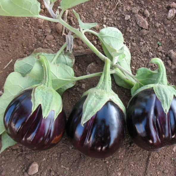 Topan Patlıcan Fidesi (5 adet) ürün görseli 1