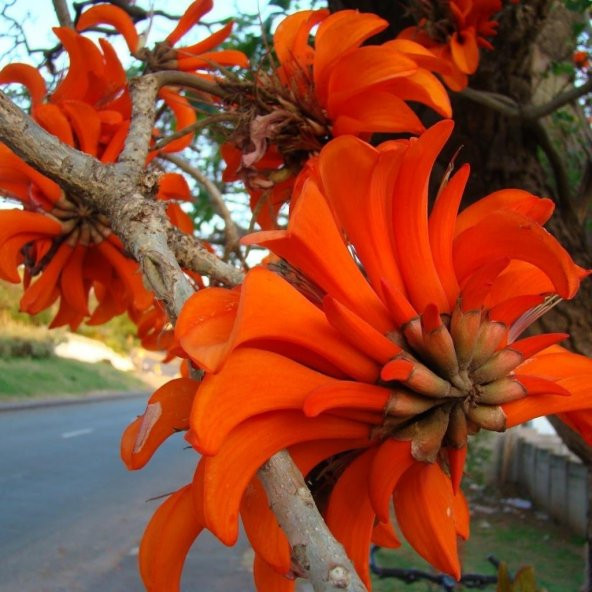Tüplü Erythrina Caffra Mercan Ağacı Tohumu (3 Adet) ürün görseli 1