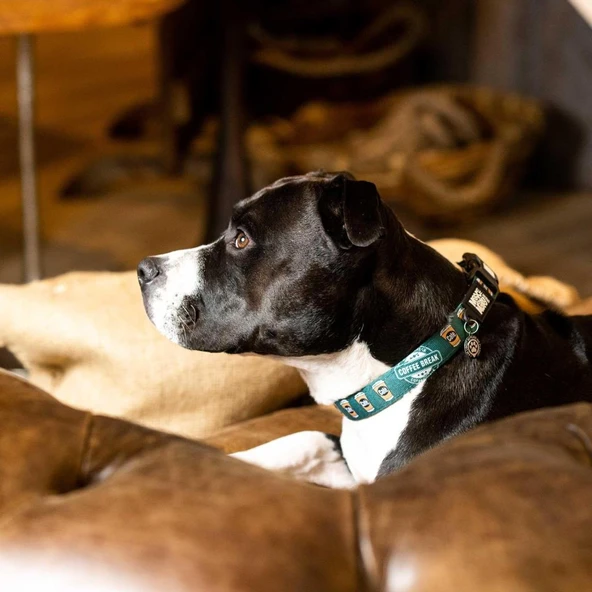 Max Molly Coffee Break Smart ID Köpek Boyun Tasması Medium - Resim 4