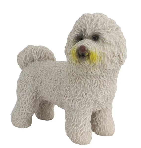 Model Köpek Bichon Frise - Resim 2