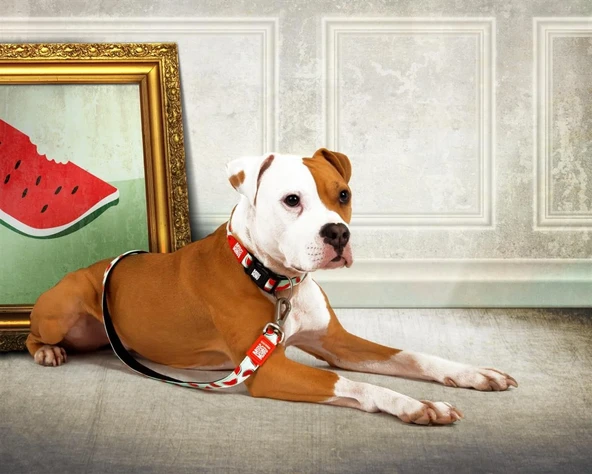 Max Molly Watermelon Smart ID Köpek Boyun Tasması Medium - Resim 4