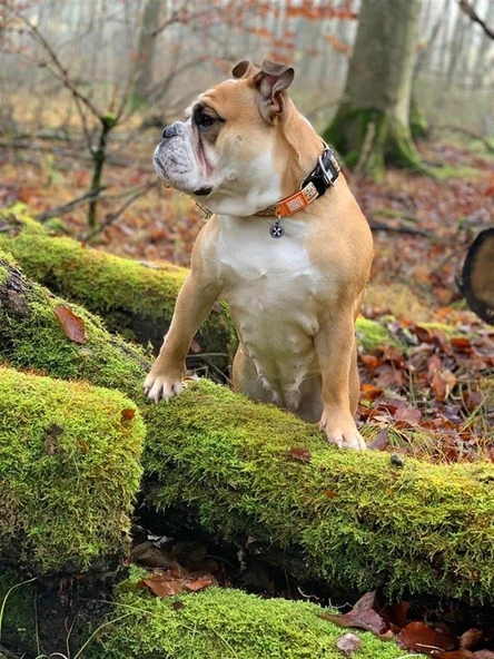 Max Molly Ethnic Smart ID Köpek Boyun Tasması Medium - Resim 4