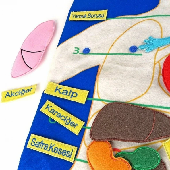 AND-5120 CIRTLI VÜCUDUMUZ PANO - Resim 2