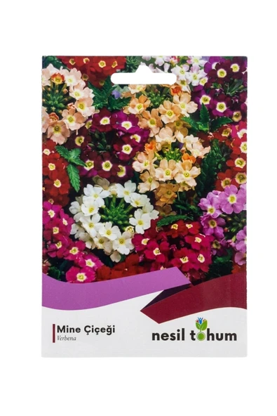 Mine Çiçeği Tohumu - Resim 2