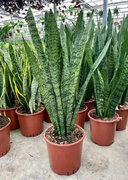 Sansevieria Paşa Kılıcı Peygamber Kılıcı 10-20 cm ürün görseli 1