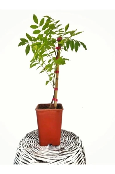 Mor Salkım Çiçeği Sarmaşık ( Wisteria Sinensis) 10-20 cm ürün görseli 1