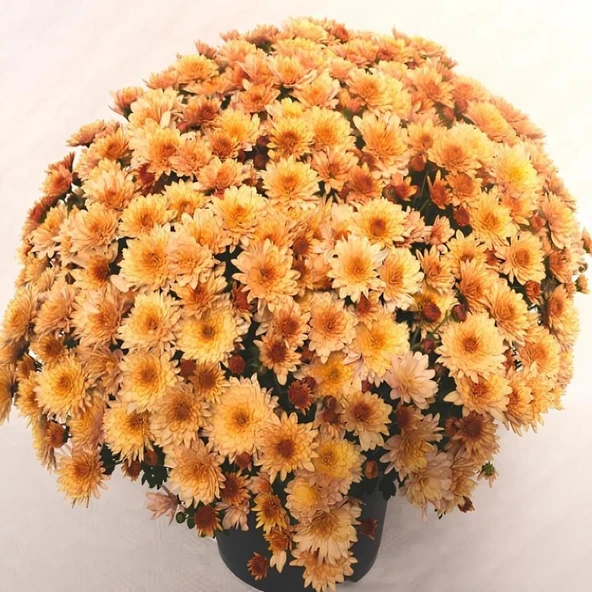Özel Çeşit Branfountain Apricot Krizantem Kasımpatı Çiçeği Fidesi (1 Adet) ürün görseli 1